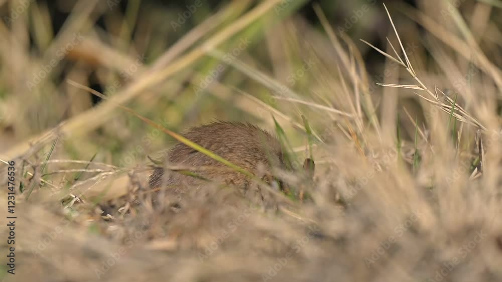 Brown Rat (Rattus norvegicus) is a rodent that spread from China to almost all coastal cities outside Antarctica via cargo ships. Brown Rat (Rattus norvegicus) is a rodent that spread from China to almost all coastal cities outside Antarctica via cargo ships.