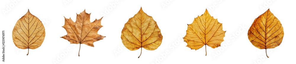 Fototapeta premium A collection of fresh spring leaves autumn leaves, maple leaf, beech leaf, clover leaf , cherry blossom leaf, delicate oak leaf. on transparent background