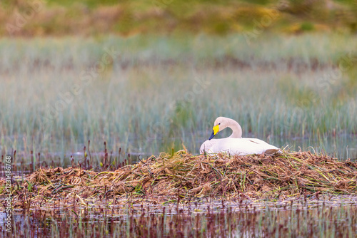 Whooper Swan brooding on the nest in a swamp at spring photo