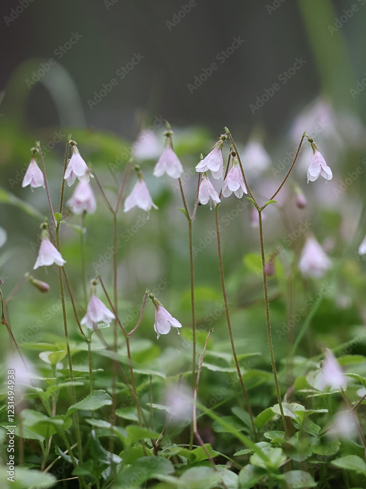 Φωτογραφία Twin flower, Linnaea borealis, also called twinflower, wild plant from Finland
