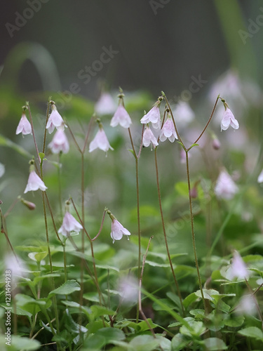 Twin flower, Linnaea borealis, also called twinflower, wild plant from Finland