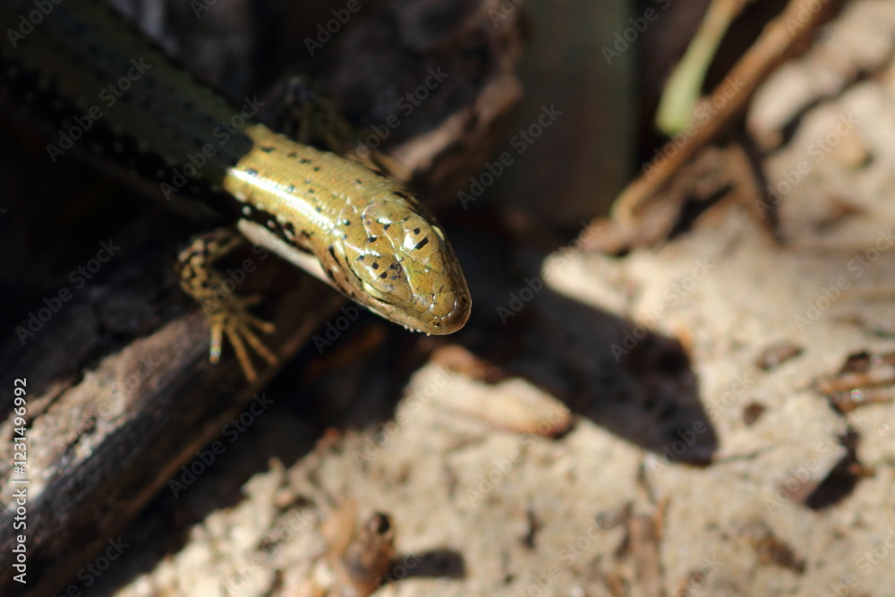 Naklejka premium skink