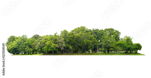 group green tree isolate on white background. Cutout tree line. Row of green trees and shrubs in summer isolated on white background. ForestScene. High quality clipping mask. Forest and green foliage.
