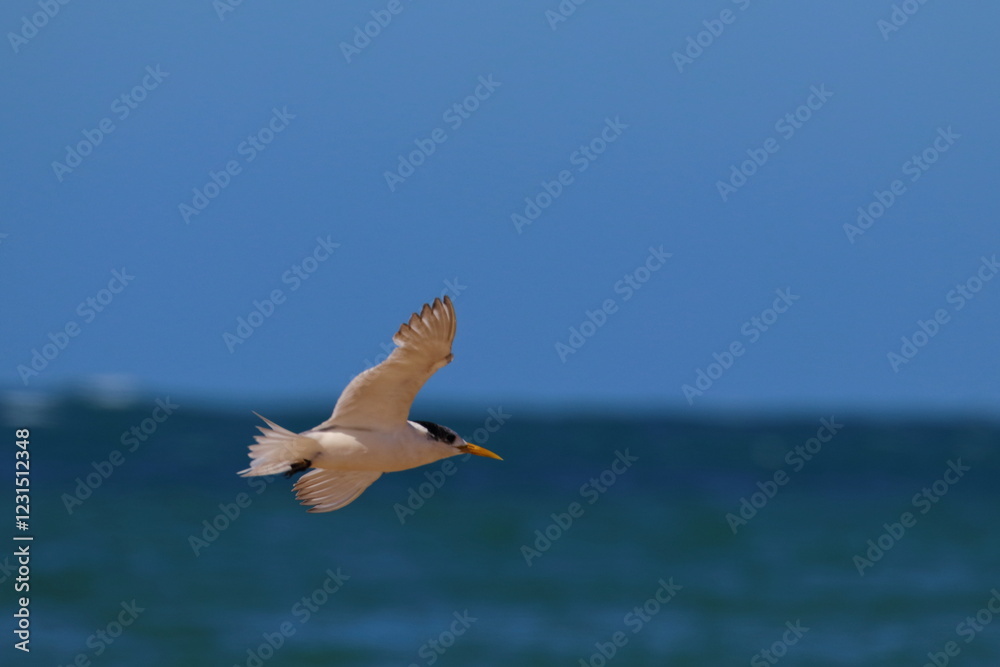 silver gull silver gull