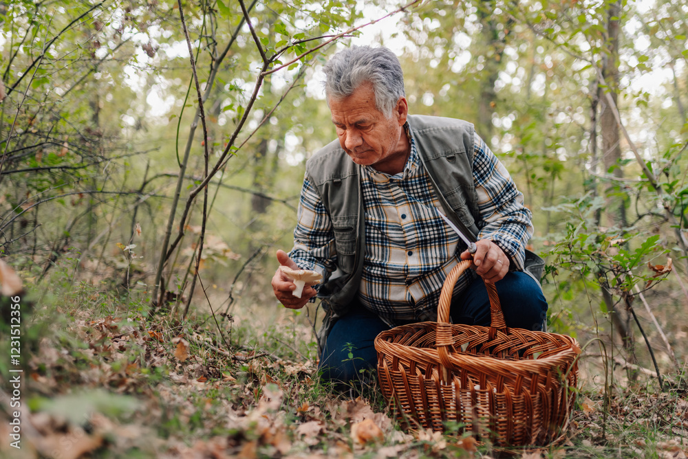 Senior man picking mushrooms in forest with wicker basket and knife Senior man picking mushrooms in forest with wicker basket and knife