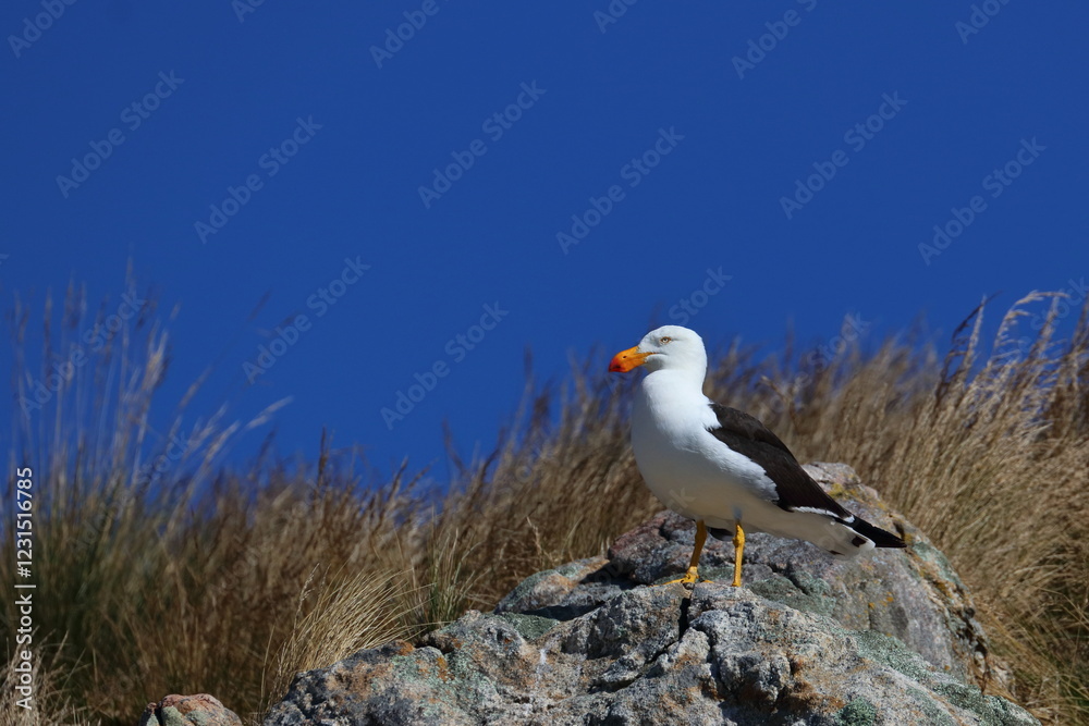 Naklejka premium pacific gull detail