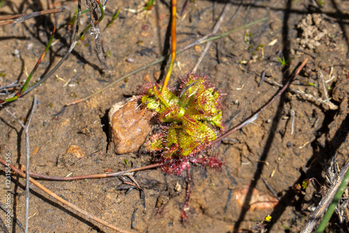 Rosette of a Drosera variegata photo