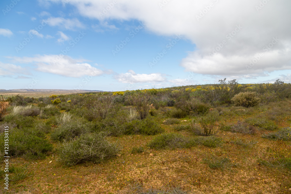 Field of Rooibos in the Tra Tra Mountains, Cederberg. Western Cape of South Africa Field of Rooibos in the Tra Tra Mountains, Cederberg. Western Cape of South Africa