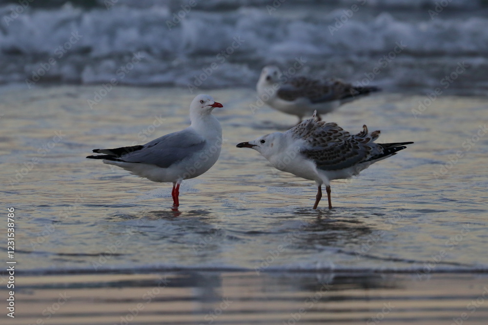 silver gull silver gull