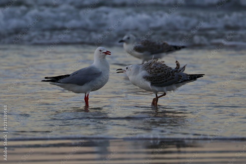 Fototapeta premium silver gull