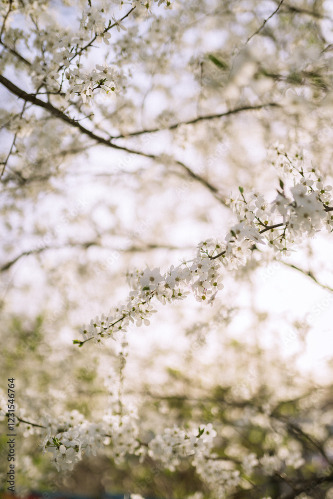 flowers blossoming in spring on branch flowers blossoming in spring on branch
