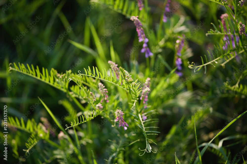 Naklejka premium Purple Wildflowers and Green Foliage in Meadow