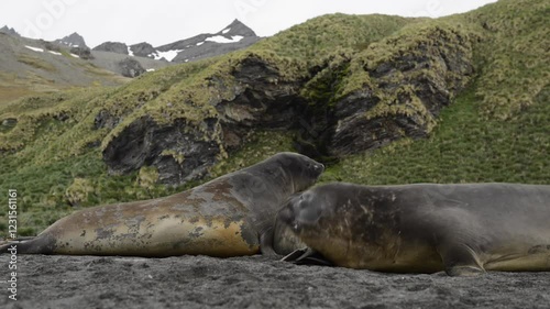 Elephant seals fighting for mating rights and dominance, in Antarctica coast