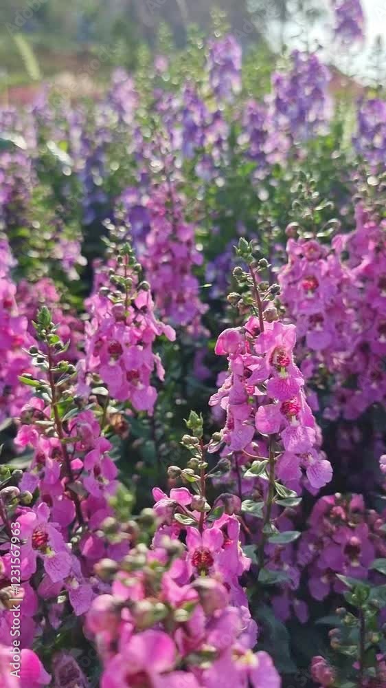 vertical beautiful purple Salvia nemorosa flowers in full bloom swaying in the natural wind filling the garden magnificently vertical beautiful purple Salvia nemorosa flowers in full bloom swaying in the natural wind filling the garden magnificently