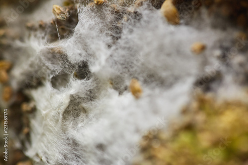 Macro shot of white mold growth with fibrous mycelium structure