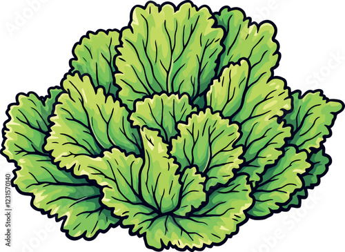 Fresh green lettuce showing its wavy leaves on white background