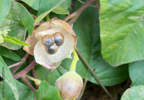 Merremia seeds are black seeds enclosed by a thin brown membrane. Operculina turpethum fruits are found on woodroses. photo