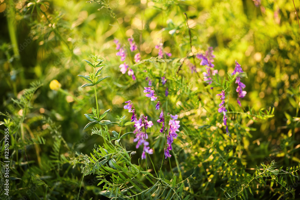 wild flowers in a clearing in the forest. wild flowers in a clearing in the forest.