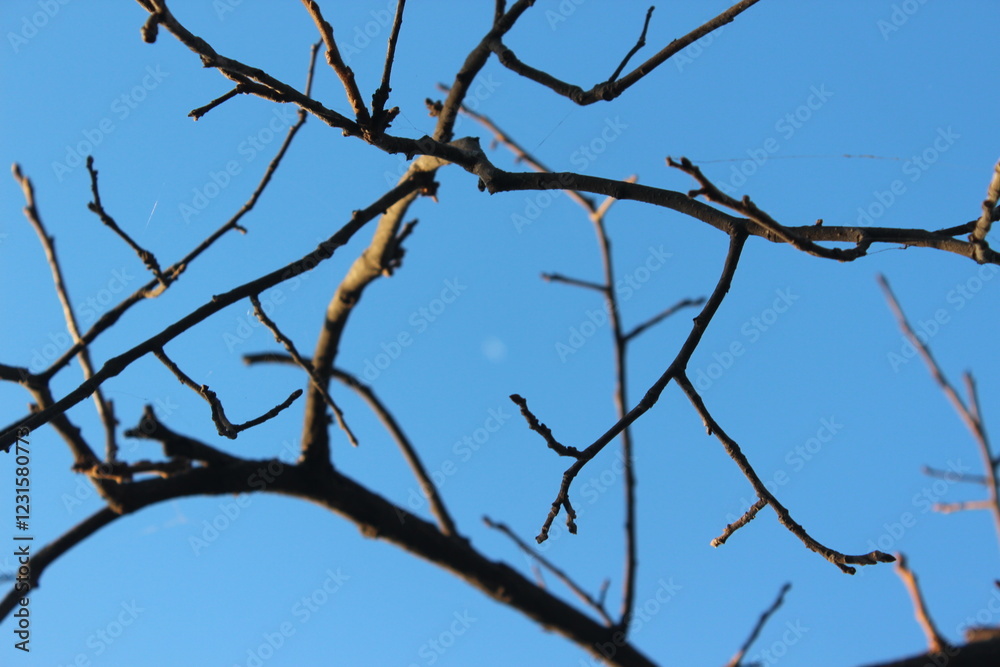 tree branches against blue sky tree branches against blue sky