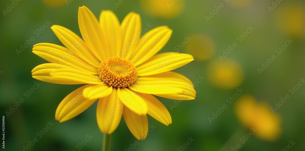 A bundle of freshly cut yellow rudbeckia stems, Meadow Flowers, Floral Arrangement A bundle of freshly cut yellow rudbeckia stems, Meadow Flowers, Floral Arrangement