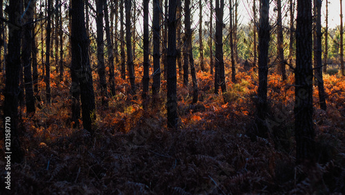 Forêt des Landes de Gascogne, pendant le coucher du soleil photo