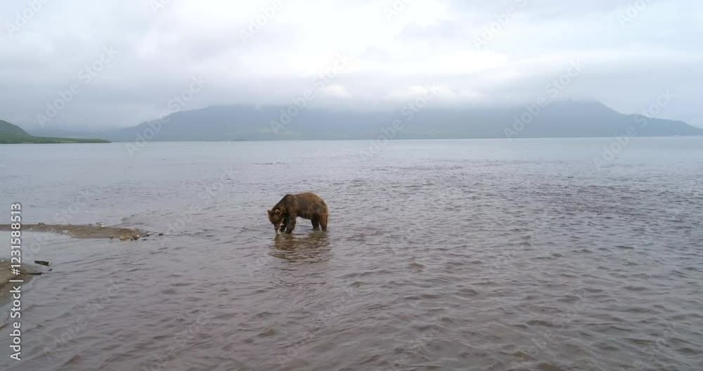 Brown Bear searching for Salmon heading downstream to Kuril lake in Kamchatka, Aerial view Brown Bear searching for Salmon heading downstream to Kuril lake in Kamchatka, Aerial view