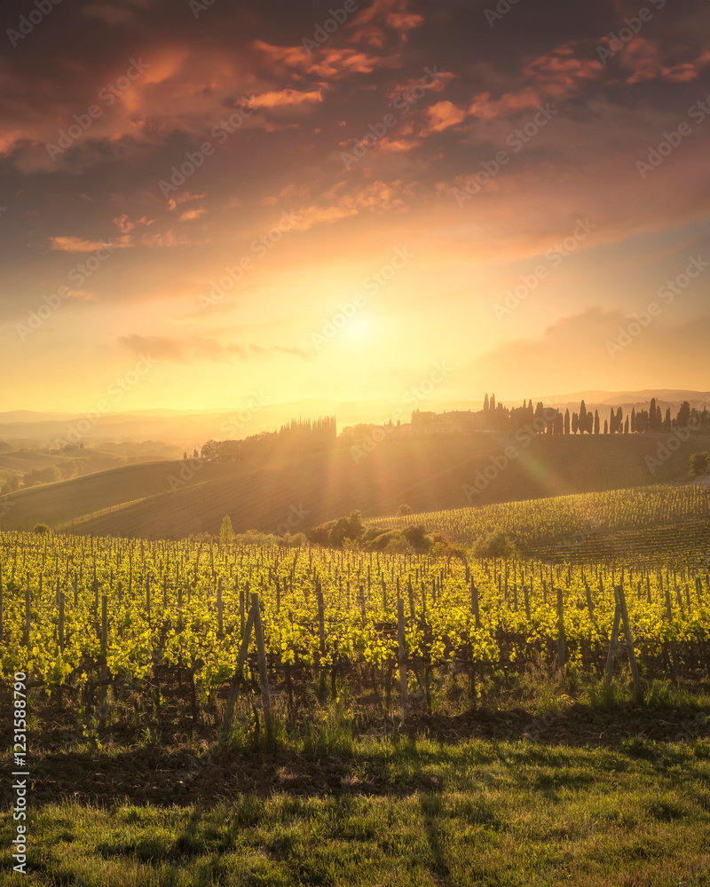 Naklejka premium Montalcino vineyards at sunset. Tuscany region, Italy