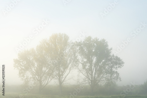 Trees in the fog in the morning