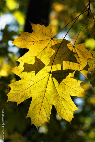 Southern Urals, yellow leaves of the Norway maple (Acer platanoides) in the autumn.