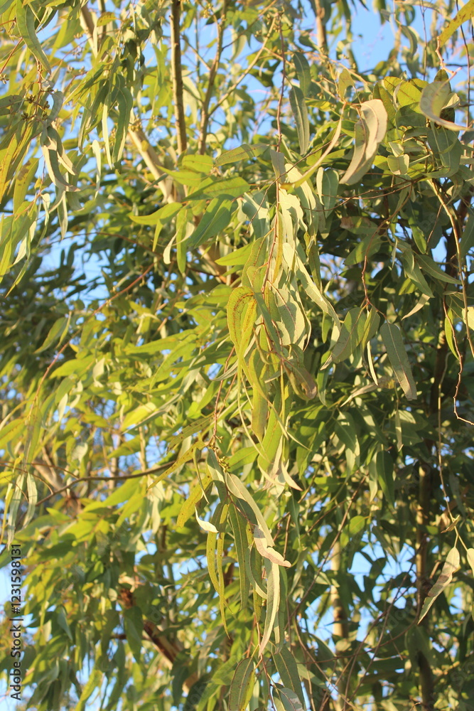 Green leaves on a tree branch reach towards the blue summer sky Green leaves on a tree branch reach towards the blue summer sky