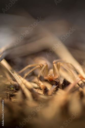 Mediterranean recluse spider, violin spider (Loxosceles rufescens), Brown recluse spider, in its wild habitat. Alghero, Sassari, Sardinia, Italy photo