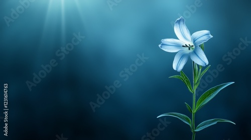 Striking contrast, a single flower's delicate beauty enhanced by vivid blue backdrop