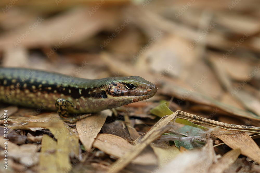 Naklejka premium skink