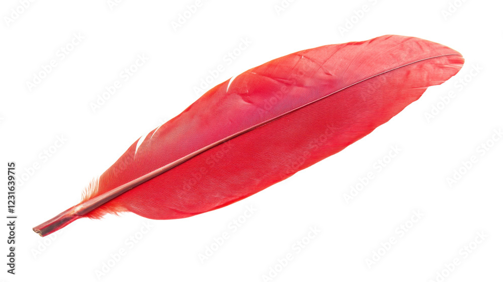 Beautiful red feather isolated on transparent background Beautiful red feather isolated on transparent background