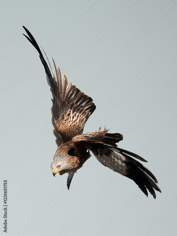 Fototapeta premium Red Kite flying