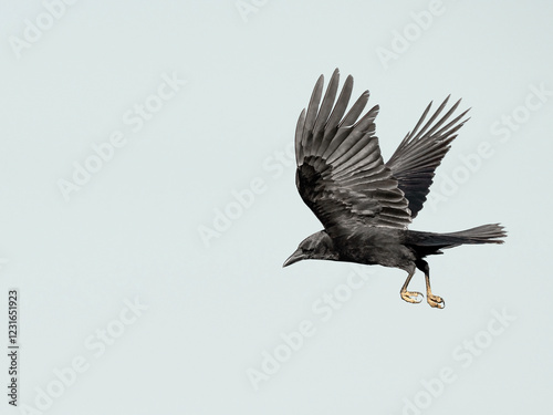 Flying Crow