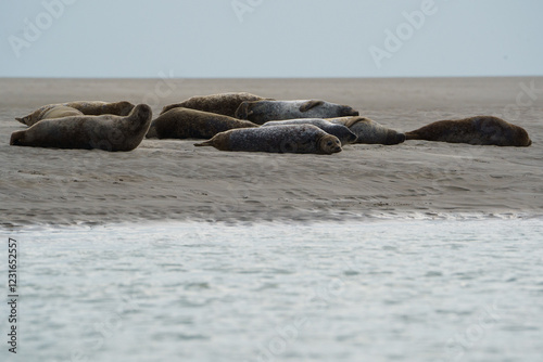 phoque berck plage