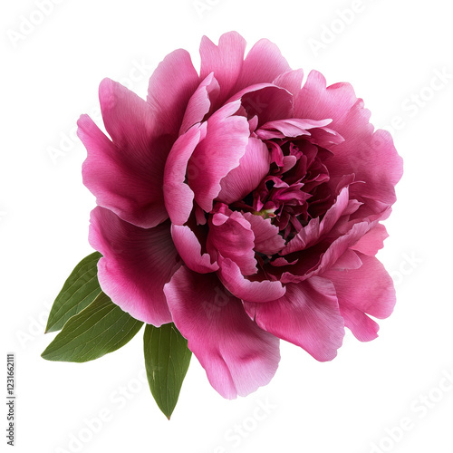 pink peony flowers isolated on white photo