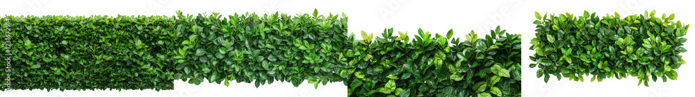 Well Trimmed Lush Green Hedge Foliage Forming Geometric Patterns Well Trimmed Lush Green Hedge Foliage Forming Geometric Patterns