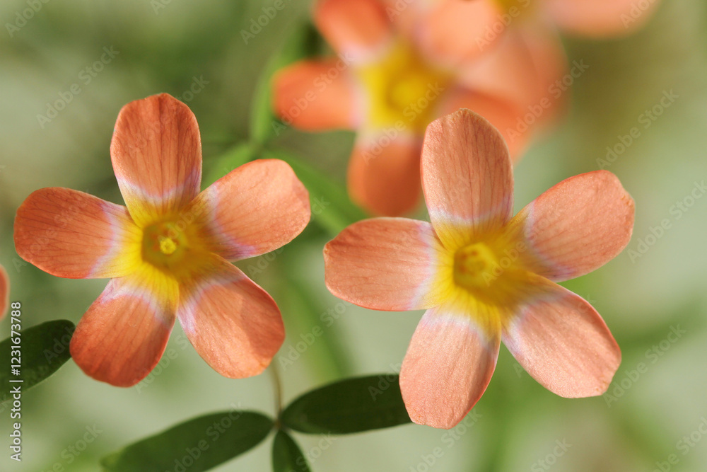 Fototapeta premium red and yellow flower