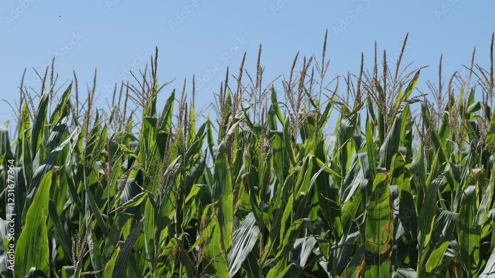 Tall, green corn plants stretch towards the bright blue sky, flourishing under the warm sun. The landscape showcases the abundance of crops in a rural area, highlighting agricultural vitality. Tall, green corn plants stretch towards the bright blue sky, flourishing under the warm sun. The landscape showcases the abundance of crops in a rural area, highlighting agricultural vitality.