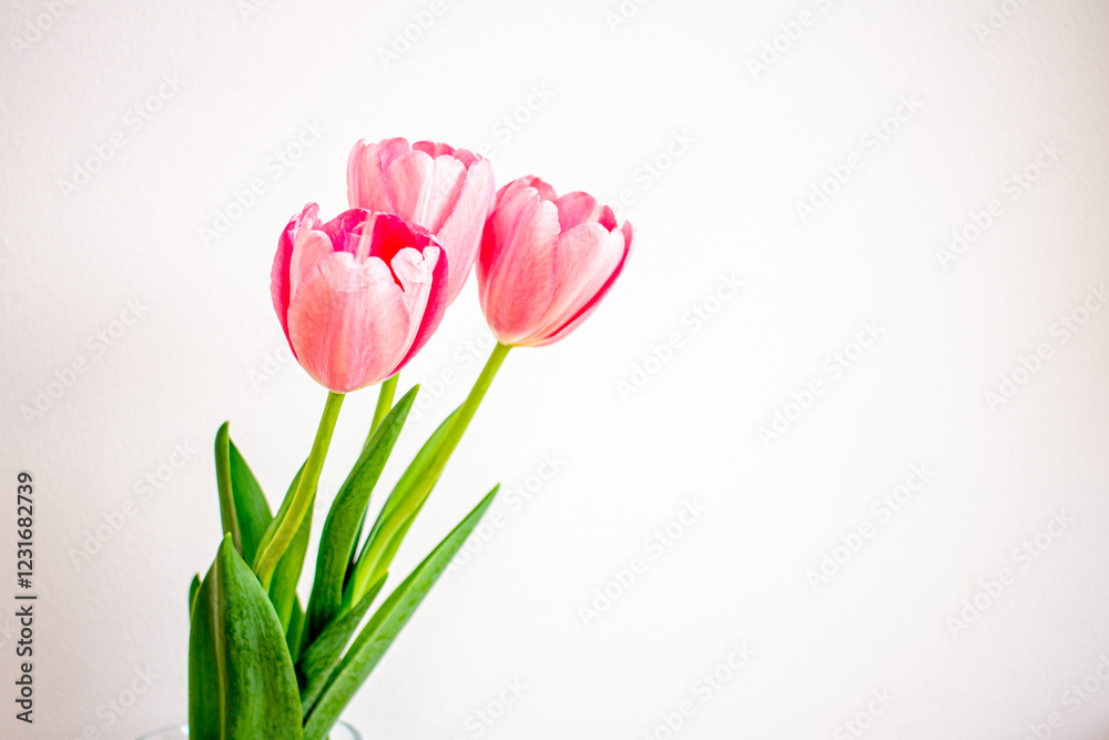 Spring flowers, pink tulips in a glass vase Spring flowers, pink tulips in a glass vase