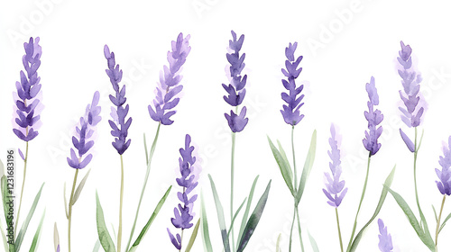 seamless watercolor illustration of lavender sprigs