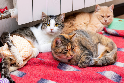 Photography Three sweet cats are resting on a cozy blanket by a warm radiator