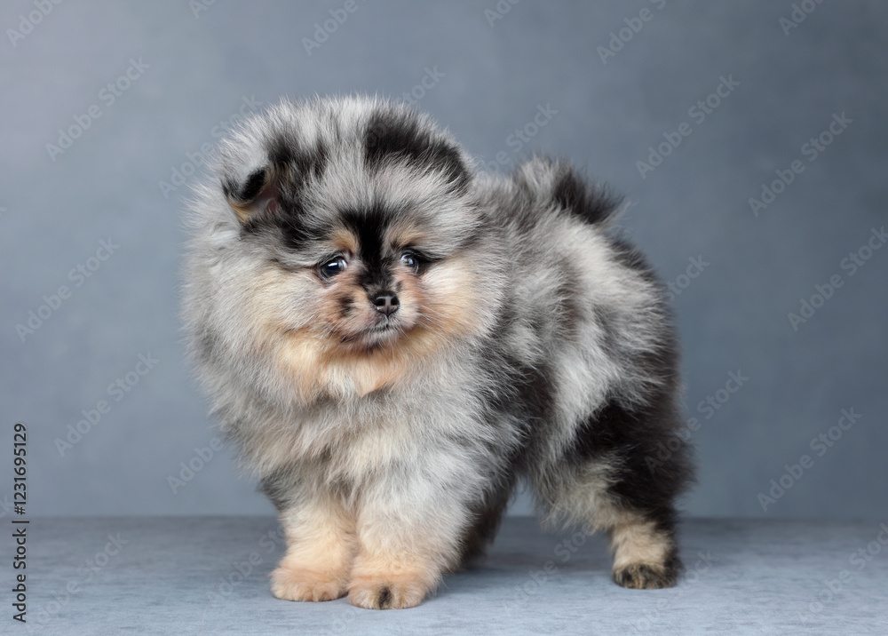 Obraz premium Cute little fluffy puppy. Pomeranian puppy