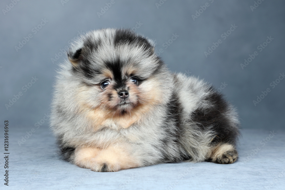 Obraz premium Cute little fluffy puppy. Pomeranian puppy