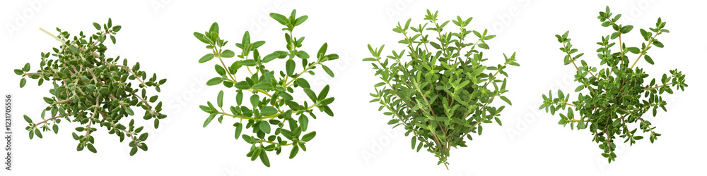 Assortment of Fresh Culinary Herbs Such as Thyme Rosemary Oregano and Sage Growing in Pots on a Clean White Background Assortment of Fresh Culinary Herbs Such as Thyme Rosemary Oregano and Sage Growing in Pots on a Clean White Background