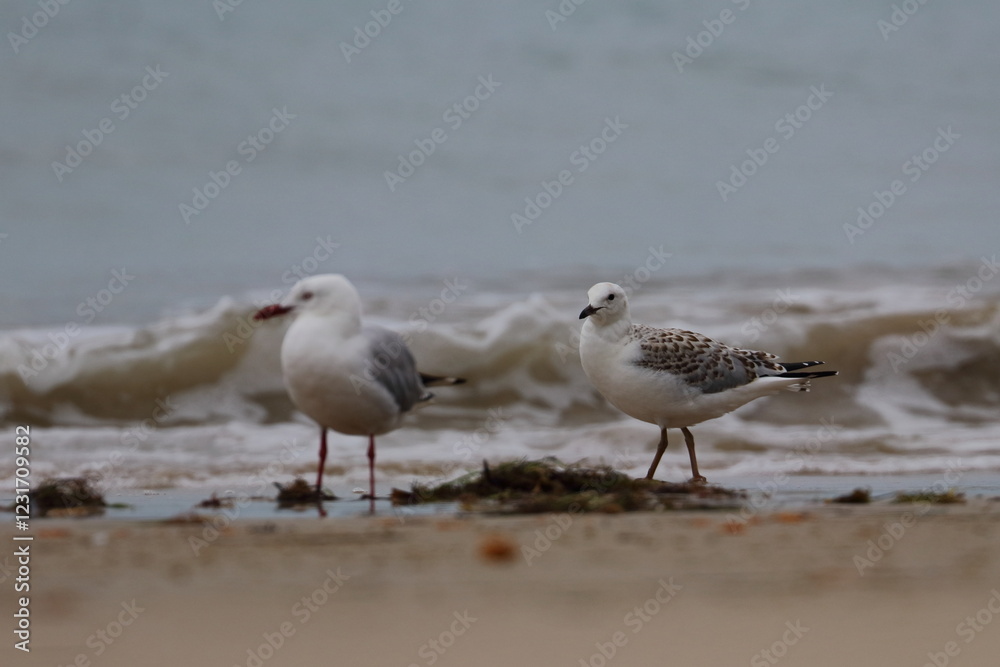 silver gull