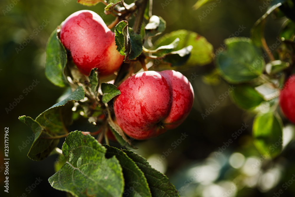 Fresh red apples growing on branches in a vibrant orchard during autumn Fresh red apples growing on branches in a vibrant orchard during autumn
