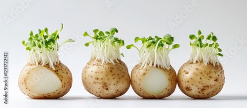 Sprouted potatoes in a row on a light gray background with green sprouts emphasize growth potential and natural nourishment.